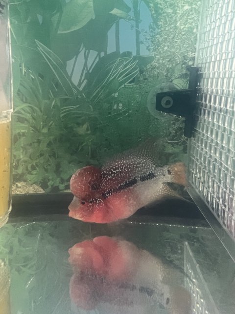 WTS Very nice red Luo Han | MonsterFishKeepers.com