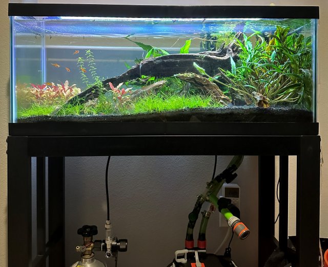 90l 2024 fish tank