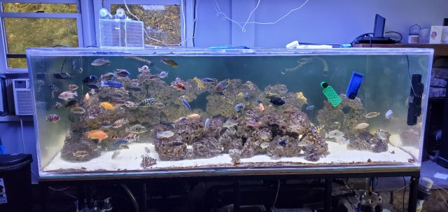 600 gallon best sale fish tank