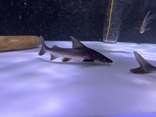 For Sale - Stormii | MonsterFishKeepers.com