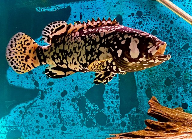 Freshwater grouper sale for sale