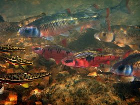 Mountain Redbelly Dace White Shiners Central Stonerollers Crescent Shiner NFRR May 14 derek wh...jpg