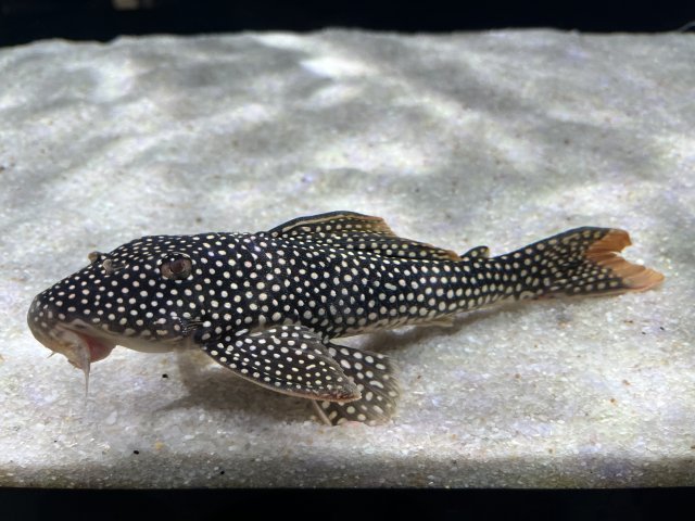 For Sale - L14 sunshine pleco | MonsterFishKeepers.com