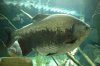 Female Black Pacu.JPG