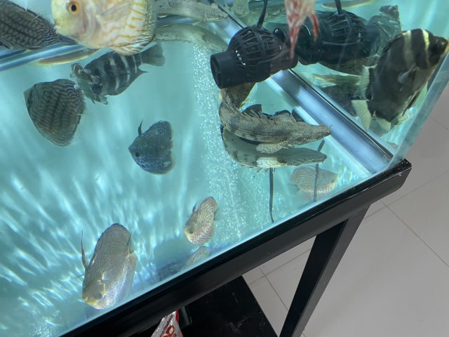 For Sale - Long Fin Endlicheri | MonsterFishKeepers.com