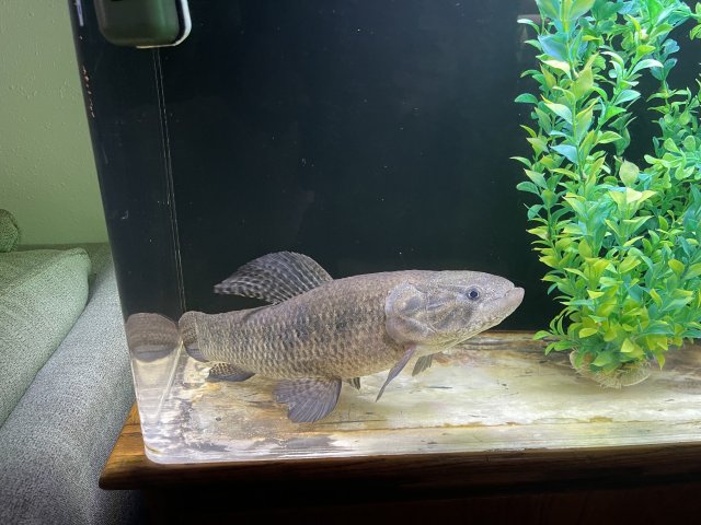 For Sale - Monster Fish | MonsterFishKeepers.com