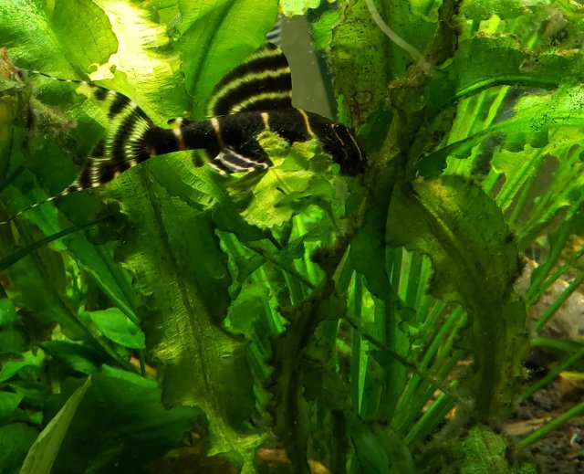 pleco_flash.jpg