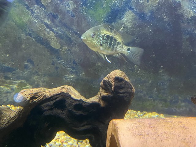 Can someone please help me identify this fish, I was thinking its