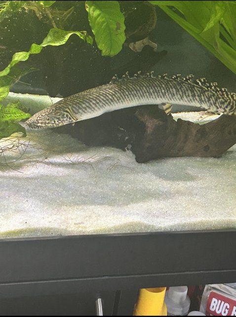 Bichir.jpg