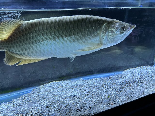 For Sale - Australia Arowana Jardini and albino pleco ...