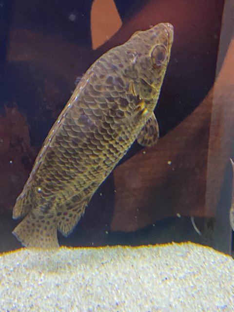 New Larger Bushfish.jpg