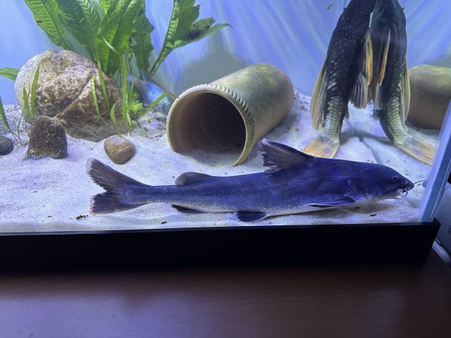 For Sale - 13” Stormii | MonsterFishKeepers.com