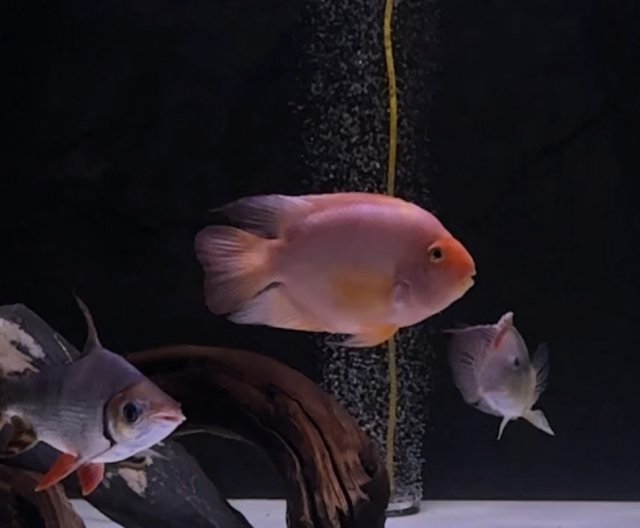 For Sale - KKP | MonsterFishKeepers.com