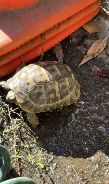 Iberian best sale greek tortoise