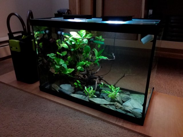 20gal  24x12x16 high Anubias sp aquarium.jpg