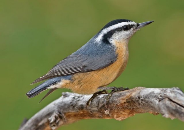 nuthatch.jpg