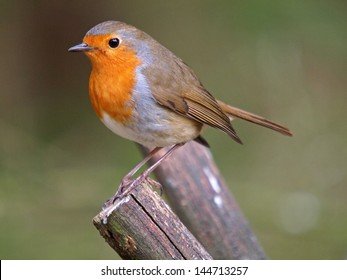 robin-260nw-144713257.jpg