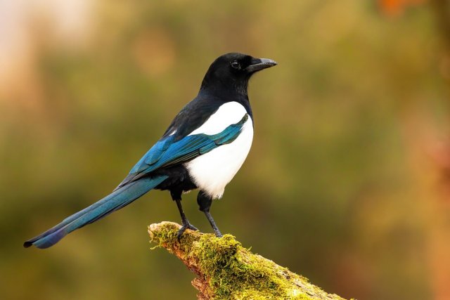 1850229250-Species-magpie-stood-on-branch_1.jpg