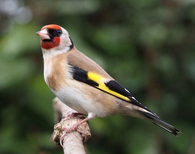 Carduelis_carduelis_close_up.jpg