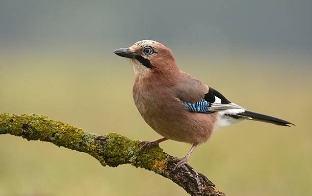 jay-bird.jpg