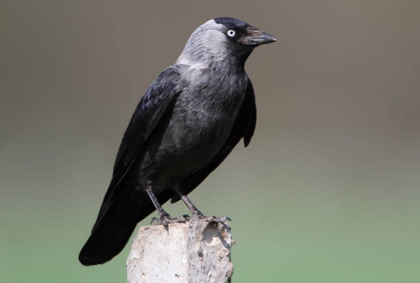 close-up-view-on-the-western-jackdaw.jpg