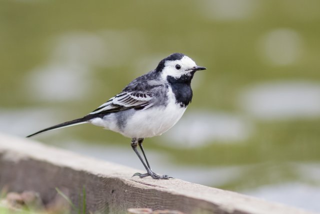 Pied-Wagtail-bird-guide-–-Albert-E-James-and-Sons.jpg