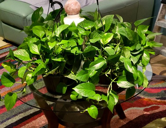 pothos.jpg