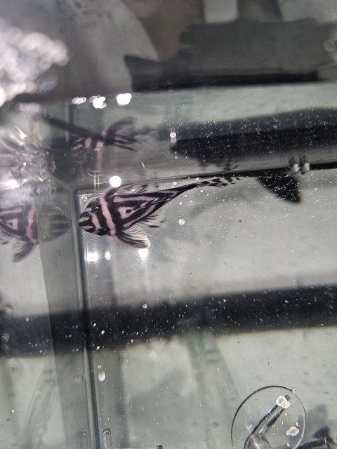 For Sale - 2m 3f adult zebra pleco group | MonsterFishKeepers.com