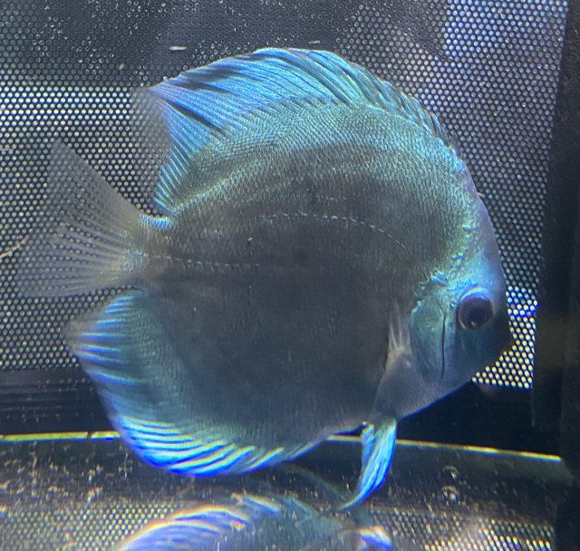 Blue D Discus 1.jpg