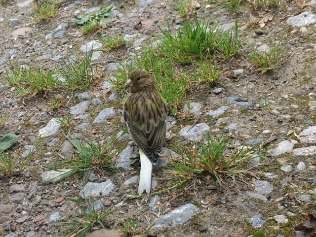 2021.08.19 Domestic Canary Serinus canaria domestica Old Leos Car Park Adel Woods Steve Joul.jpg