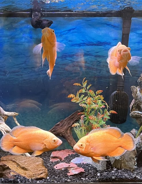 For Sale - Oscar Fish | MonsterFishKeepers.com