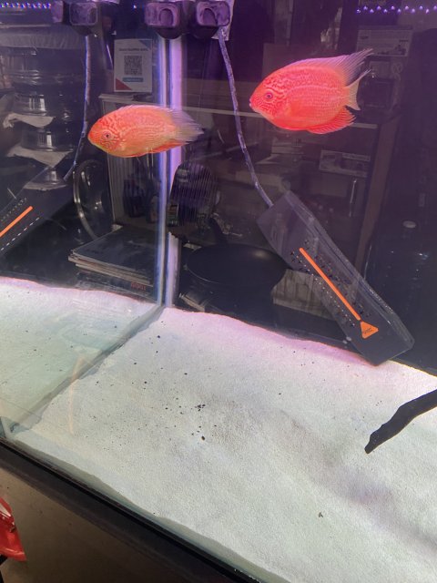 For Sale - Pair of red severums | MonsterFishKeepers.com