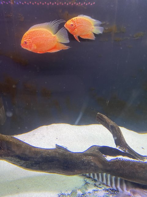 For Sale - Pair of red severums | MonsterFishKeepers.com