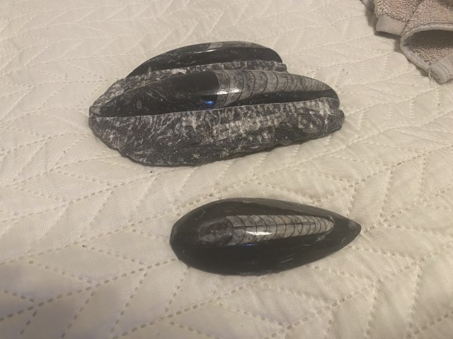 Orthoceras Fossils.jpg