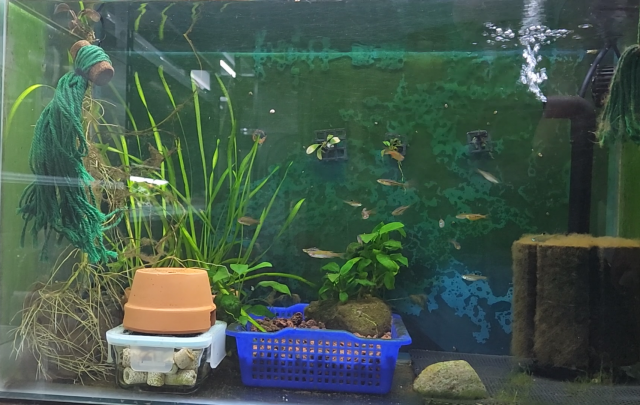 20gal Breeder Tank.png