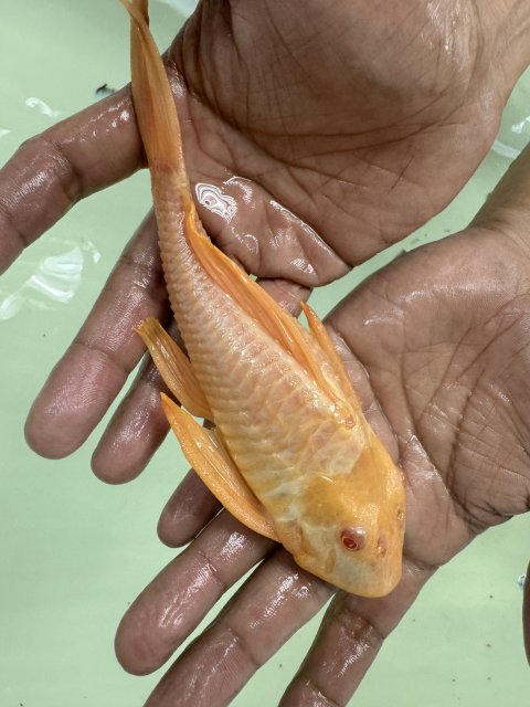 Albino Sailfin.jpg