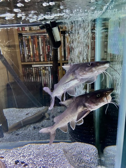 For Sale - Stormii Catfish | MonsterFishKeepers.com