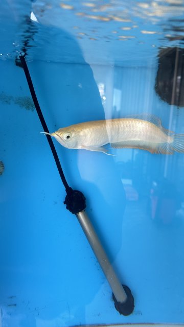 For Sale - Albino Arowana | MonsterFishKeepers.com