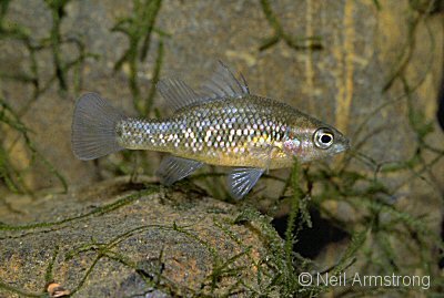 western pygmy perch.jpg