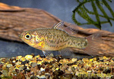 Southern pygmy perch.jpg