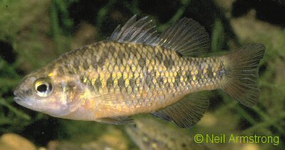 Variegated pygmy perch.jpg