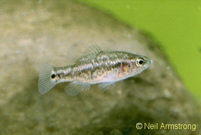 Oxleyan pygmy perch.jpg