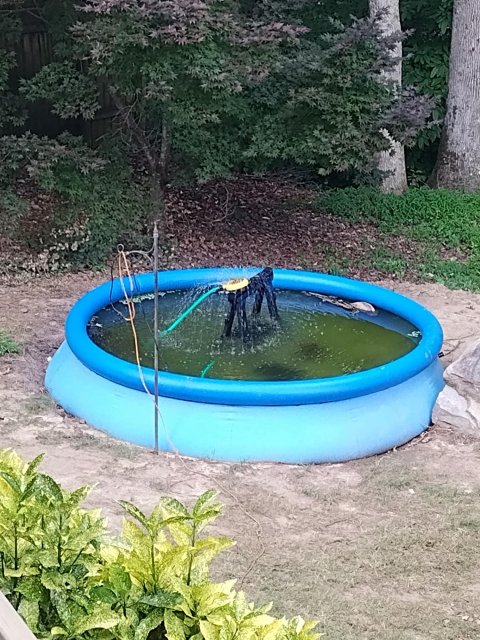 plant pool, June 12, '24.jpg