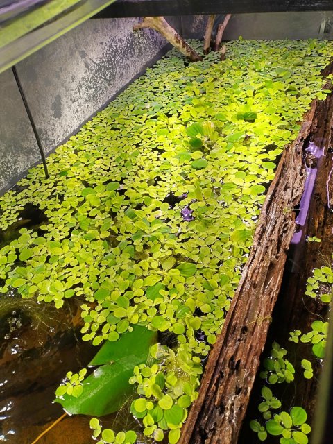 water lettuce on the spread.jpg