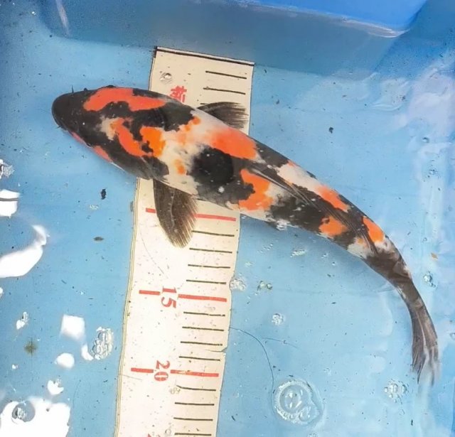 KOI quality | MonsterFishKeepers.com