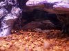 6 in Pleco Lestat.jpg