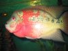 flowerhorn update number 3 adopted ones 001.jpg