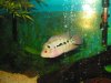 flowerhorn update number 2 adopted ones 002.jpg