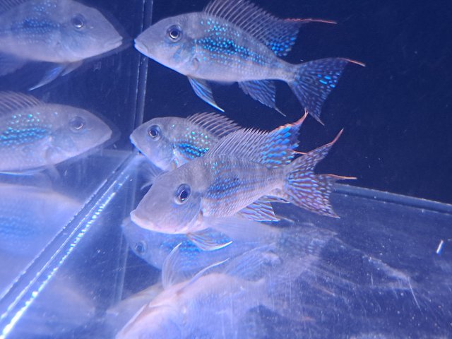 fish0428.jpg