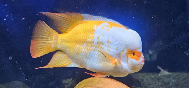 Amphilophus Citrinellus F2 lake Nicaragua male Creamcicle midas.....in ...